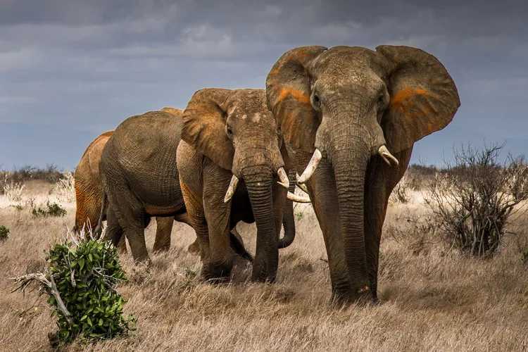 2015-tsavo-frank-af-petersens_save-the-elephant_web