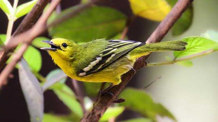 Bird.20190622142516