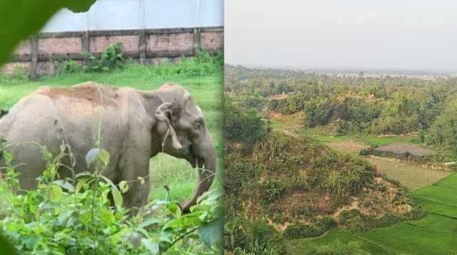 টেকনাফে খাদ্য সংকটে বিলুপ্তির শঙ্কায় বন্যহাতি