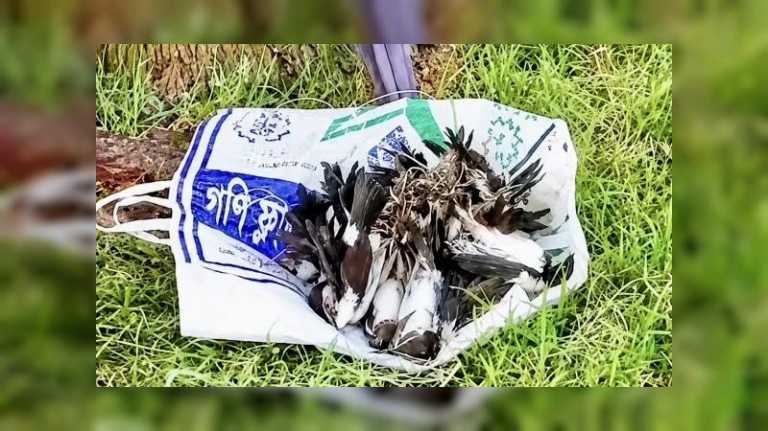 ফাঁদ পেতে ৪০০ শালিক পাখি হ’ত্যার অভিযোগ, চারজনের বিরুদ্ধে মা’মলা